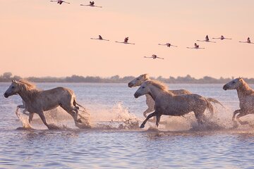 Arles and Camargue Full Day Private Tour from Marseille or Aix
