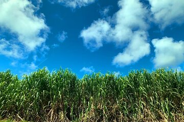 Okinawa: Harvest Sugarcane, Make Brown Sugar. Explore nature