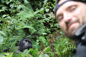 3 Days Private Bwindi Gorillas and Volcanoes Golden Monkey Trek