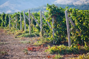 Ica : Wine & Pisco Tasting Tour - Wineward near Huacachina