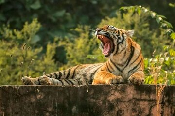 From Delhi : 6 Days Delhi, Jaipur, Agra & Ranthambore By Car