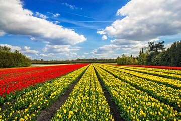 Keukenhof Tulip Garden Tour