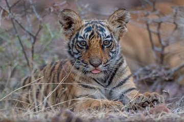 05 Days - Private Luxury Golden Triangle Tour with Ranthambore
