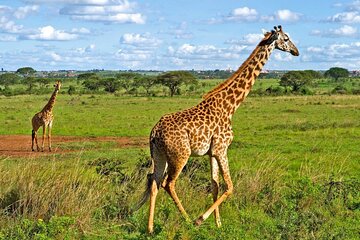 Early Morning Tour to Nairobi National Park & Giraffe Center