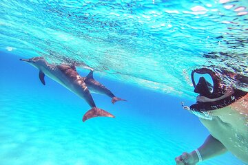 Speedboat Dolphin Watching and Snorkeling in Hurghada