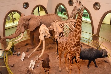 Nairobi National Museum and Snake Park Guided Tour