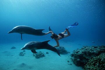  Explore Dolphin House Snorkeling and Lunch from Hurghada