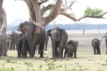 Private Safari Tours in Minneriya National Park