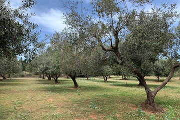 Kefalonia Farm Tour on E-Bikes