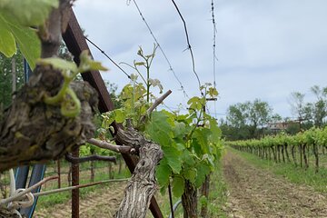 Kefalonia Wine Tour on E-Bikes