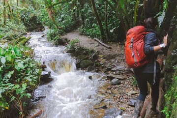 Trekking/Hiking in Cocora Valley from Pereira or Armenia