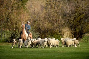 Estancia 25 de Mayo Experience with Dinner from Calafate
