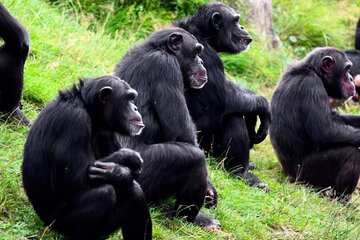 2 Days Safari to Ol Pejeta Conservancy