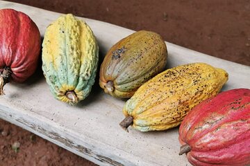 Chocolate and Coffee Tasting Tour Manuel Antonio