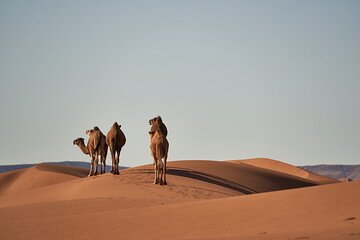 8 Nights Best Private Tour of Morocco Including Accommodation