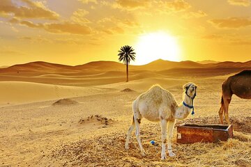 Merzouga Desert tour: Camel Ride, Quad bike, 4x4 Tour & Camp Stay