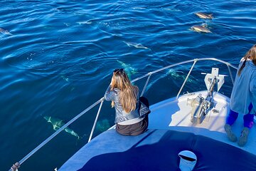 Dolphin Watching in Benalmadena