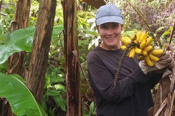 Hawaiian Rainforest Banana Cultivation Experience