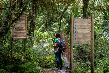 Trekking/Hiking Yarumo Blanco Waterfall from Pereira or Armenia