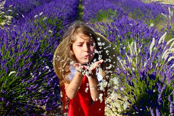 Dream of women-Lavender fields, wines tasting, lunch in Provence