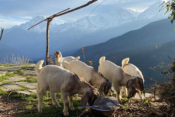 Private Tour Local Culture and The View of Mohare Danda