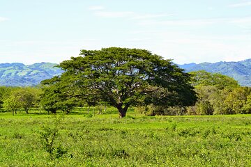 Private Transfer from Dreams Las Mareas to Liberia Airport