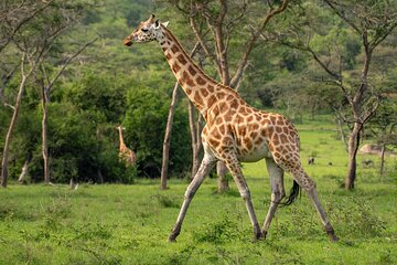 1 Day Lake Mburo National Park Safari