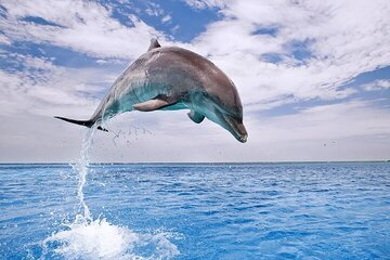 Dolphin Dreams: Full-Day Adventure with Lunch & Snorkeling 