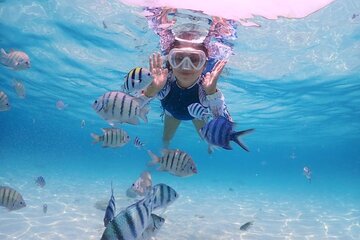 Full-Day Dolphin House Adventure with Lunch & Snorkeling 