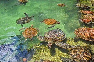 Swim with Dolphins and Turtles to Help Zanzibar People