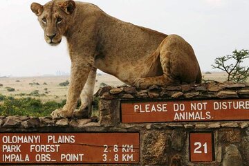Nairobi Full Day Adventure Tour with Professional Driver Guide 