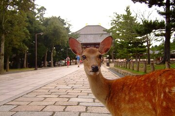  Kyoto and Nara Park One Day Tour from Osaka