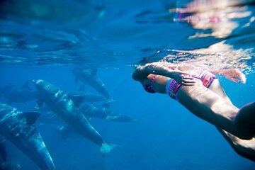  Boat Trip to See Dolphins With Snorkeling and Lunch at Hurghada