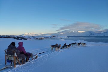 Private Dog Sledding in Akureyri 