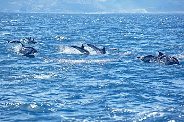 Private Speed Boat Experience To Dolphin House in Hurhgada 