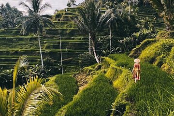 Ubud Higlight: Monkey Forest, Rice Terrace & Water Temple Tour 