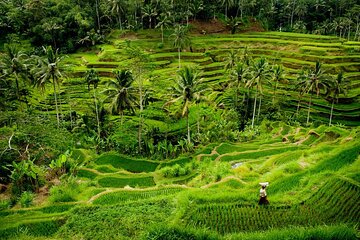 Ubud: Best of Ubud Private Day Tour - All Inclusive