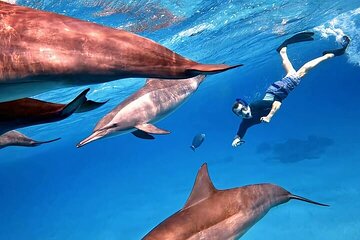 Sataya Dolphin House Snorkel from Marsa Alam 