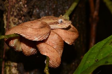 Jungle Night Walk Manuel Antonio