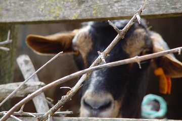 From Pasture to Plate: Immersive Goat Cheese Production