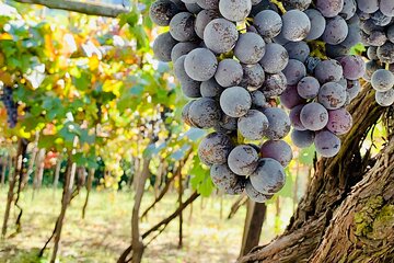 Craftsmanship and Flavors of Sorrento and Amalfi Coast