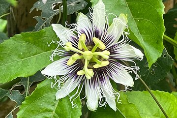Botanical Garden Cartagena Private Tour with Bilingual Guide