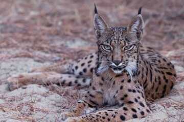 Exploring Doñana and the Iberian Lynx