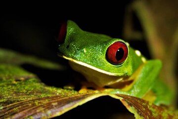 Manuel Antonio Jungle Night Tour