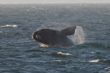 Whales Watching Wine Tasting in Stellenbosch And Big Cats Park