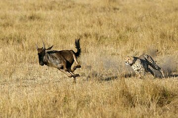 3 Days Tour from Arusha to Lake Eyasi & Ngorongoro Crater 