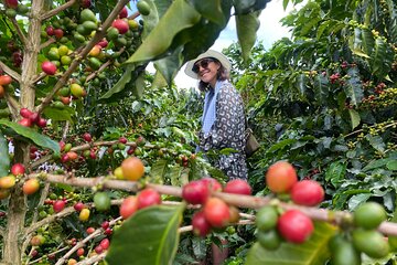 Coffee Tour - Mountains, Delicious Cups and Smiles