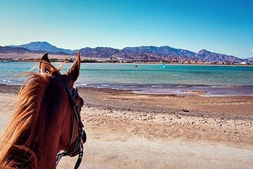 One Hour : Horse Riding on the Beach in Sharm El-Sheikh 