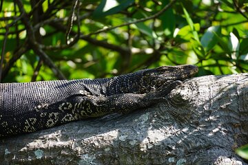 2 hours private Madu River Safari 