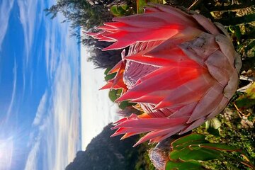 Cape Agulhas Southern most Tip of African Continent Full Day Tour
